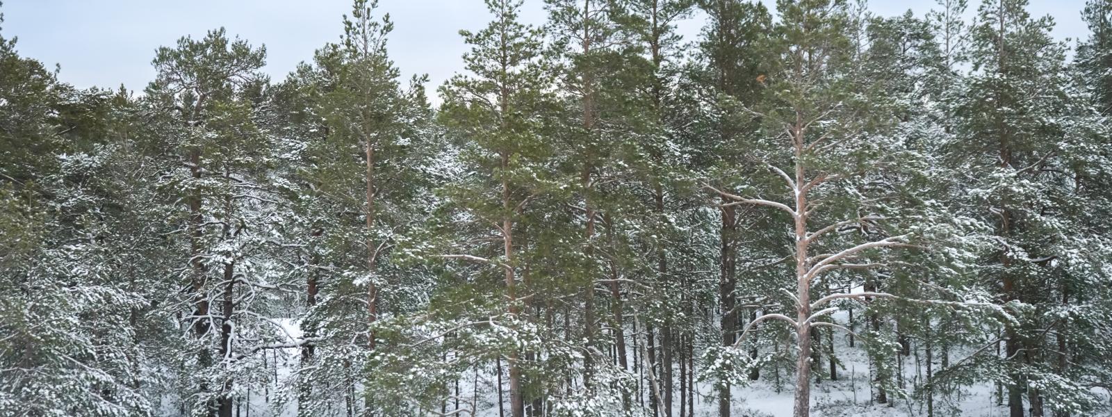 Pine trees with snow in foreground