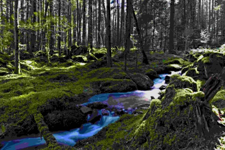 Small stream running through a forest with thick moss bankside.